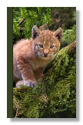 cute kittens notebook with a kitten in a tree